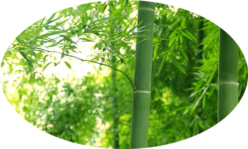 竹子 造纸原材料